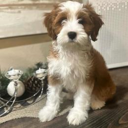 Tesla - Cavapoo