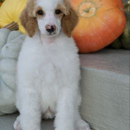 Arches - Parti male Poodle puppy in Orem, Utah from First Class Poodles