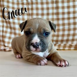 Gnocchi - Blue fawn male American Pit Bull Terrier puppy in Nine Mile Falls, Washington from Bartin Kennels