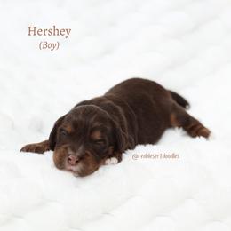 Hershey - Chocolate male Australian Labradoodle puppy in Hurricane, Utah from Red Desert Doodles