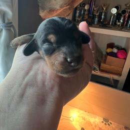 Black and Tan Boy - Black and tan male Dachshund puppy in Moundville, Missouri from Edgewood Acres Miniature Longhair Dachshunds