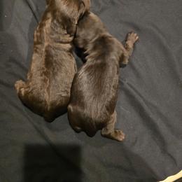 Boy 1 - Brown male Boykin Spaniel puppy in Jesup, Georgia from 31 Pines Kennels