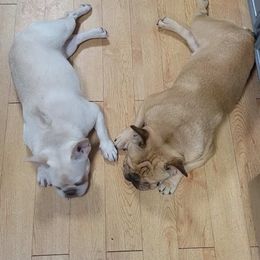 French Bulldogs from Wild West Frenchies