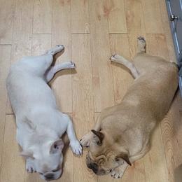 French Bulldogs from Wild West Frenchies