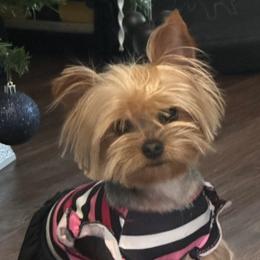 Yorkshire Terrier Puppies from Heaven_sent_toy_yorkies