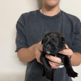 Male 1 - Black male Cane Corso puppy in Kaufman, Texas from Phantom Corsos
