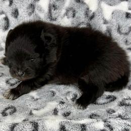 MALEFICENT - Black female Pomeranian puppy in Willis, Texas from Treasured Jewels Pomeranians
