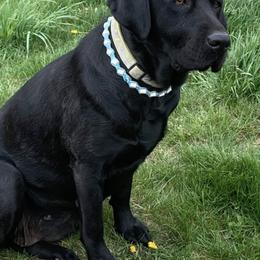 Boxers, Labrador Retrievers, and Pembroke Welsh Corgis from Kerry Chapman