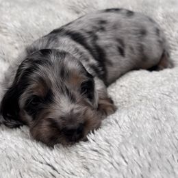 Black collar - Dapple male Dachshund puppy in Chicago, Illinois from RGZ Doxies