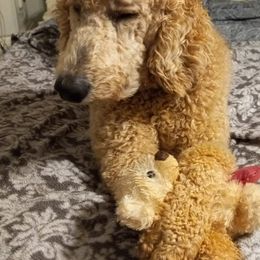 Poodles from Leatherman Farms