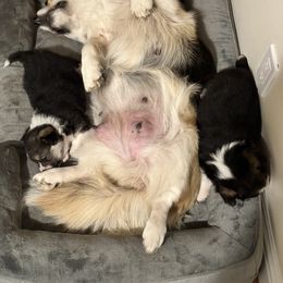 German Shepherd and Pembroke Welsh Corgi Puppies from Top Shepherd Perlez