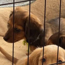 Polar - Dapple female Dachshund puppy in Shawnee, Oklahoma from Magic Eagle Miniature Dachshunds