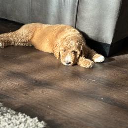 Faith - Apricot female Goldendoodle puppy in Waterford, California from Alvdoodles