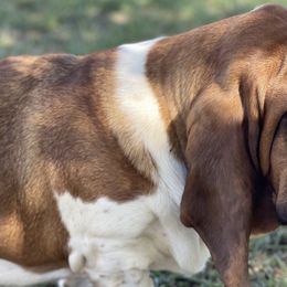 Basset Hounds from Twin Farms Basset Hounds