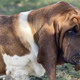Basset Hounds from Twin Farms Basset Hounds