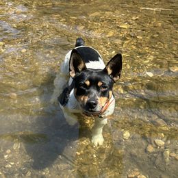 Rat Terrier Puppies from Rust Creek