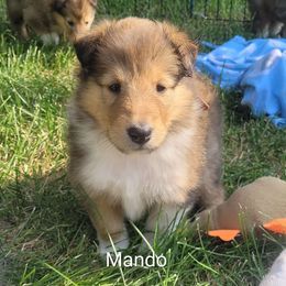 Collie Puppies from Jamie Jamie Andersen Andersen