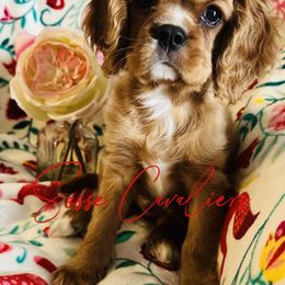 Cavalier King Charles Spaniel Puppies from Sasse Cavaliers