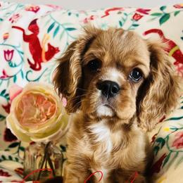 Cavalier King Charles Spaniel Puppies from Sasse Cavaliers