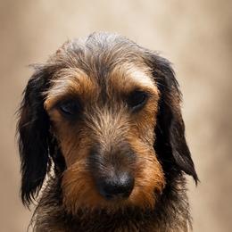 Red velvet - Dachshund