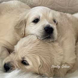 Golden Retriever Puppies from Sterling Goldens