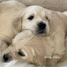Golden Retriever Puppies from Sterling Goldens