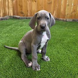 Athena - Blue female Great Dane puppy in Kannapolis, North Carolina from Carolina Great Danes & Toy Poodles