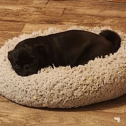 Freya - Pug