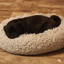Freya - Pug