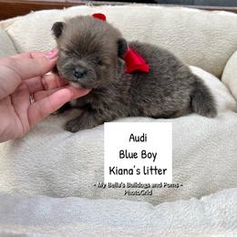 Audi - Blue male Pomeranian puppy in Inola, Oklahoma from My Bella’s Pomeranians