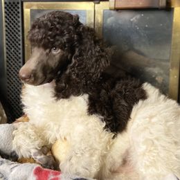 Poodle Puppies from Tails Up Standard Poodles