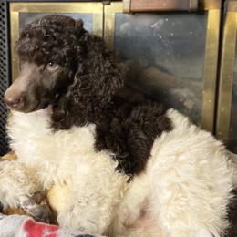 Poodle Puppies from Tails Up Standard Poodles