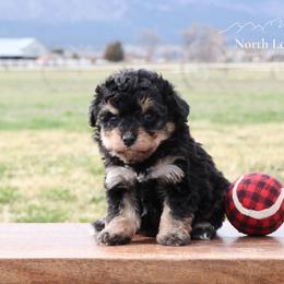 Bailey - Black female Miniature American Shepherd puppy in Hamilton, Montana from North Lake Aussies