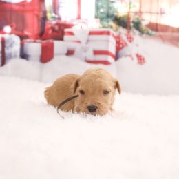 Blondi - Apricot male Goldendoodle puppy in Arlington, Texas from Chambers Doodle Patch