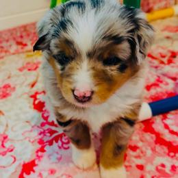 Blue - Blue merle male Miniature Australian Shepherd puppy in Norco, California from Joyfulpuppies