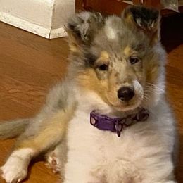 Collies from Colley Collies