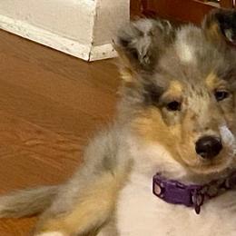 Collies from Colley Collies