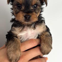 Greg  Dark Blue Collar - Black and tan male Yorkshire Terrier puppy in Pembroke Pines, Florida from Sunshine Parti Yorkies