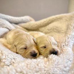 Mr. Bisell - Light golden male Golden Retriever puppy in Midlothian, Texas from Brightest Days