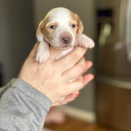Dachshund Puppies from Rea's Puppies