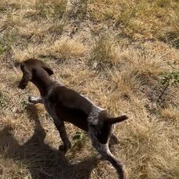 Kira - Liver and white female German Shorthaired Pointer puppy in Stephenville, Texas from VOM BOSQUE RIVER DEUTSCH KURZHAAR and FOREST RIVER LLEWELLINS