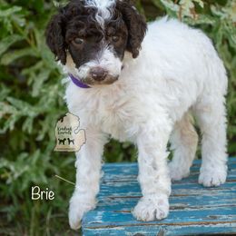 Poodle Puppies from Kindred Kennels