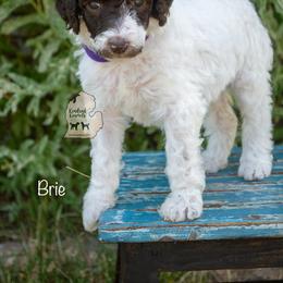 Poodle Puppies from Kindred Kennels