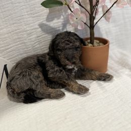Poodle Puppies from Moore Poodles