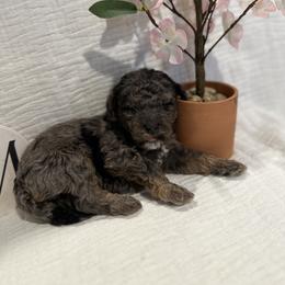 Poodle Puppies from Moore Poodles