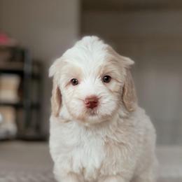 Crumble - Red male Bernedoodle puppy in Maricopa, Arizona from Desert Ridge Doodles