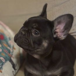 Girl 4 - Black and tan female French Bulldog puppy in Marion, Virginia from Frenchies Vom Reiches Tal