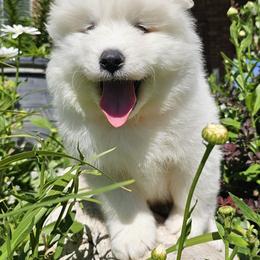 Samoyed Puppies from Rocky Mountain Samoyeds