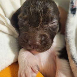 Kleine Munsterlander Puppies from Prairie State Kennel