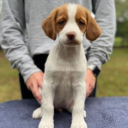 No Collar Girl - Orange and white female Brittany puppy in Milner, Georgia from Hi-Hope Kennel